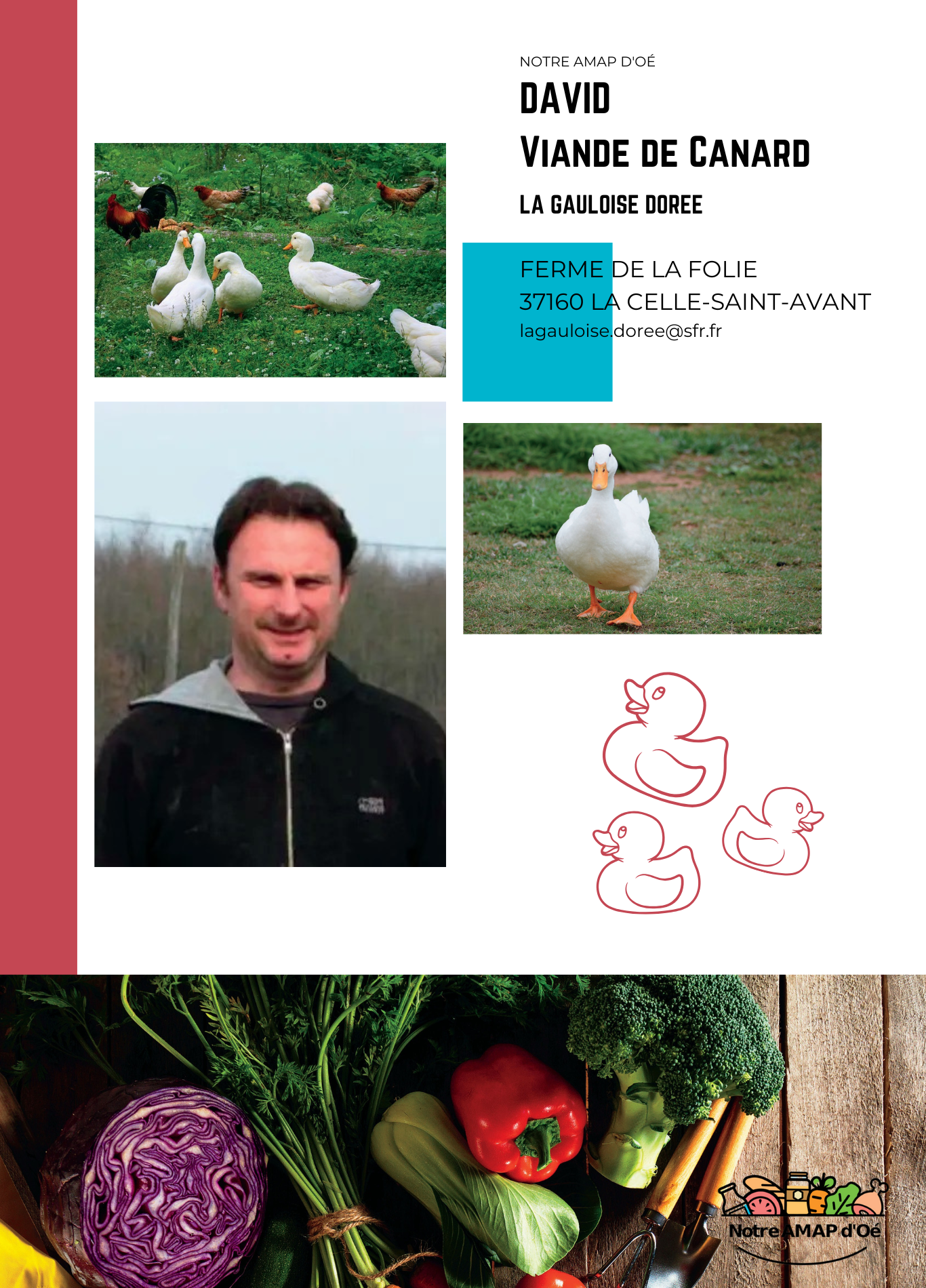 David - Canard.png